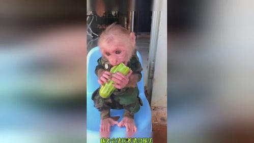 猴哥吃瓜视频,揭秘娱乐圈幕后故事